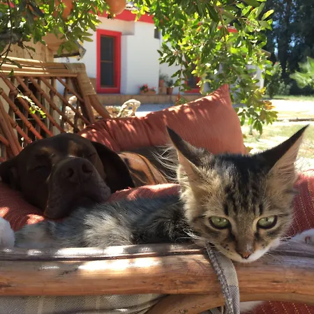 Hotel Dane Gokova Akcapinar (Mugla)