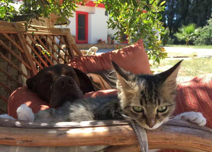 Hotel Dane Gokova Akcapinar (Mugla)